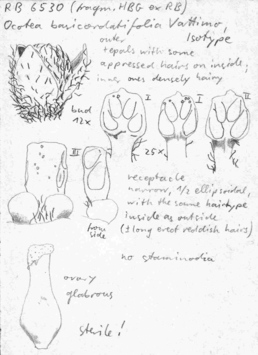 Vorschaubild Ocotea basicordatifolia Vattimo-Gil